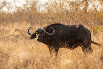Male cape buffalo bull ( Syncerus caffer), Sabi Sands Game Reserve, South Africa.
