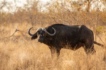 Tuinposter Male cape buffalo bull ( Syncerus caffer), Sabi Sands Game Reserve, South Africa. © Gunter