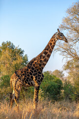 A male giraffe ( Giraffa Camelopardalis), Sabi Sands Game Reserve, South Africa.