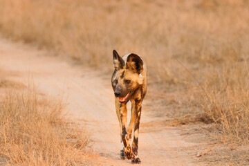 Fototapeta premium African wild dog ( Lycaon Pictus) in the evening sun, Sabi Sands Game Reserve, South Africa.