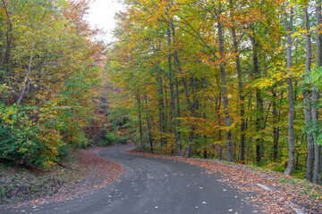 Obraz premium Mountain road in the autumn