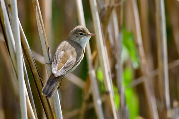 Common reed warbler // Teichrohrsänger (Acrocephalus scirpaceus)