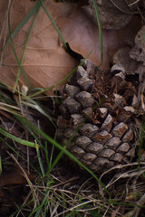 pine cone on the ground