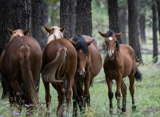 Wild Horses Heber Arizona September 2022