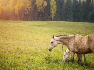 Naklejka na ściany i meble a beautiful horse grazes in a pasture in the early morning mist, the horse eats grass