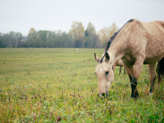 Obraz premium a beautiful horse grazes in a pasture in the early morning mist, the horse eats grass
