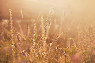 Summer meadow in the sunset, atmospheric image