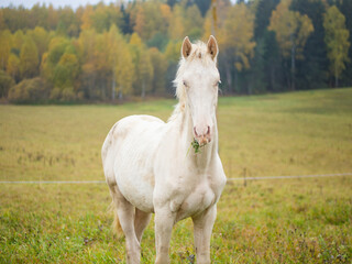 a beautiful white albino horse grazes in a pasture in the early morning mist, an albino horse eats...