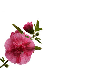 Pink hollyhock double flower isolated on white background with copy space