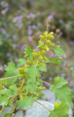 Fototapeta premium close-up of a Xanthium strumarium (rough cocklebur, clotbur, common cocklebur, large cocklebur, woolgarie bur) plant