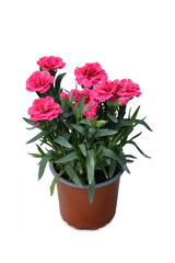 Mini carnation in flower pot isolated on white background. Potted purple dianthus