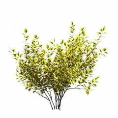 bush isolated on white background, 3D illustration, cg render