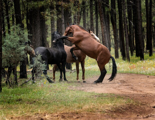 Wild Horses Heber Arizona September 2022