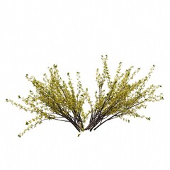 bush isolated on white background, 3D illustration, cg render