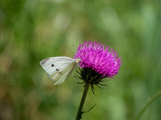 Mariposa blanca con manchas negras posada en una flor morada sobre un fondo desenfocado verde, en Asturias, verano de 2021