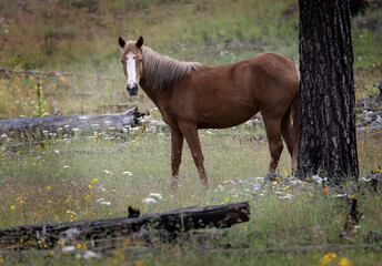 Wild Horses Heber Arizona September 2022 © Carol