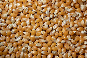 Granos de maíz.