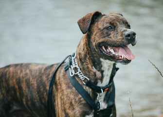 Closeup shot of a brown American Staffordshire terrier standing outdoors with water in the back