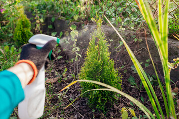 Gardener sprays thuja with fungicide in fall garden. Taking care of evergreen plants. Prevention...
