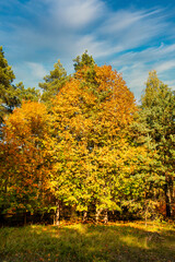 Naklejka premium jesienią,