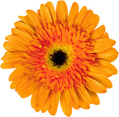 Closeup  of Gerber Daisy flower