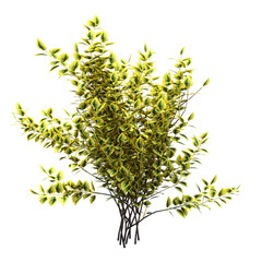bush isolate on a transparent background, 3D illustration, cg render