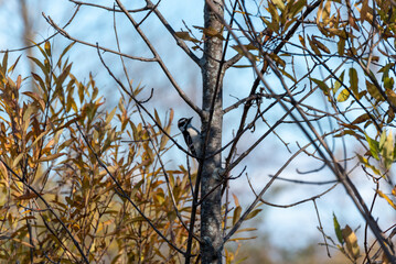 Downy Woodpecker Pecking At A Tree