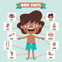 Cartoon Drawing Of Human Body Parts