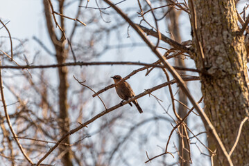 Female Great-Tailed Grackle In A Tree