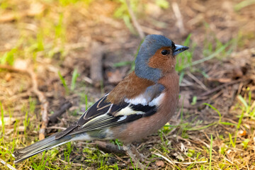 Finch walking in the spring park. High quality photo