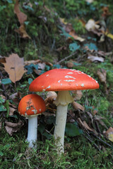 hongo seta amanita muscaria mata moscas alucinógena no comestible país vasco 4M0A4034-as22