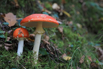 hongo seta amanita muscaria mata moscas alucinógena no comestible país vasco 4M0A4047-as22