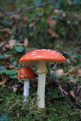 hongo seta amanita muscaria mata moscas alucinógena no comestible país vasco 4M0A4054-as22