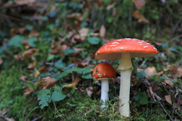 hongo seta amanita muscaria mata moscas alucinógena no comestible país vasco 4M0A4060-as22