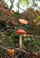 hongo seta amanita muscaria mata moscas alucinógena no comestible país vasco 4M0A4114-as22