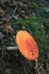 hongo seta amanita muscaria mata moscas alucin&oacute;gena no comestible pa&iacute;s vasco 4M0A4131-as22