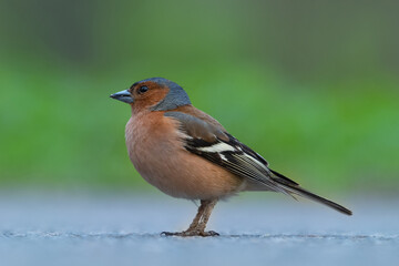 Finch walking in the spring park. High quality photo