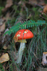 hongo seta amanita muscaria mata moscas alucinógena no comestible país vasco 4M0A4141-as22