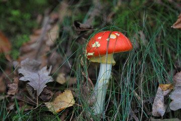 hongo seta amanita muscaria mata moscas alucinógena no comestible país vasco 4M0A4145-as22