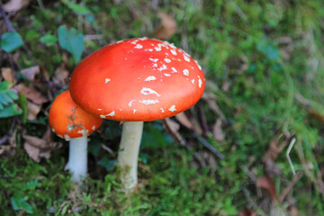 hongo seta amanita muscaria mata moscas alucinógena no comestible país vasco 4M0A4190-as22