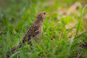 Fototapeta premium Sparrow in the green grass for a walk in the park. High quality photo