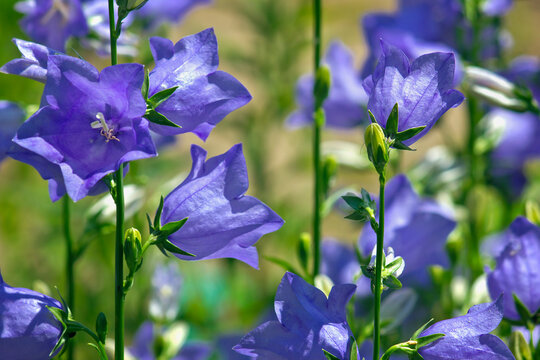 blue garden bells close-up. Bluebells blooming in the garden