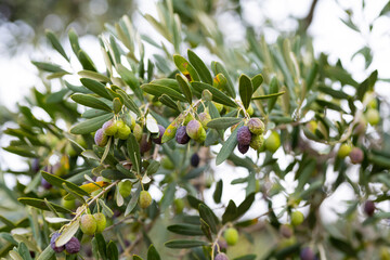 Olive trees full of olives.  Gemlik olive tree gardens. Selective focus. Gemlik district. Turkey.