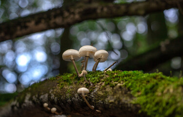 mushroom in the forest