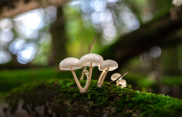 Mushroom in the forrest