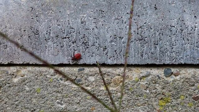 The beetle is red,a soldier beetle is crawling along the wall