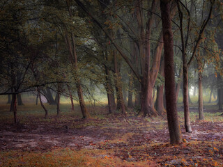 Fairy autumn forest in the fog. Magical atmosphere in the woods. Fall landscape.