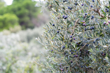 Olive trees full of olives.  Gemlik olive tree gardens. Selective focus. Gemlik district. Turkey.