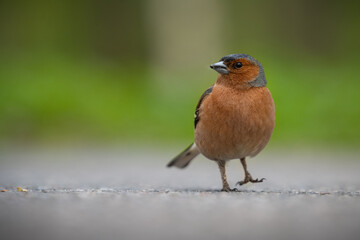 Finch walking in the spring park. High quality photo