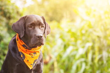 A black labrador retriever in an orange bandana for Halloween. A young dog on a blurred background.